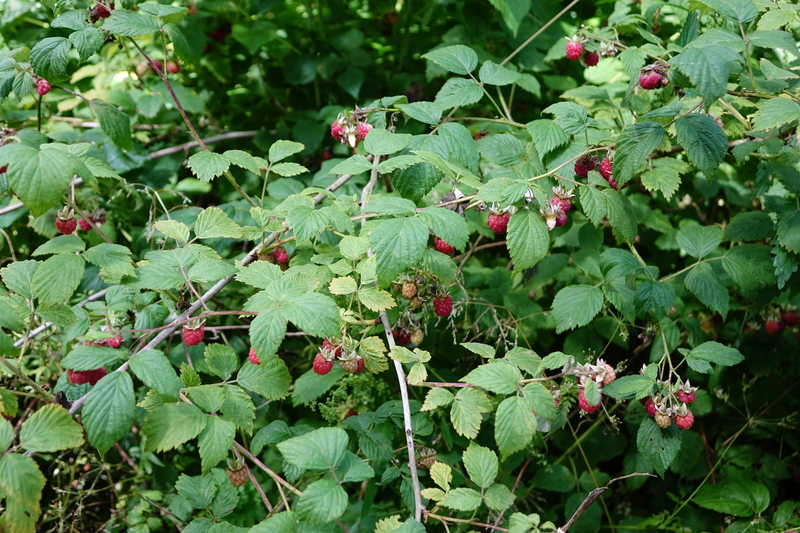 D-2016-08-01-15 23 34