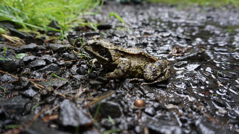 D-2016-08-03-15 31 01